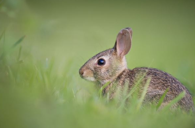 十二生肖最佳配对 属兔和什么最配？