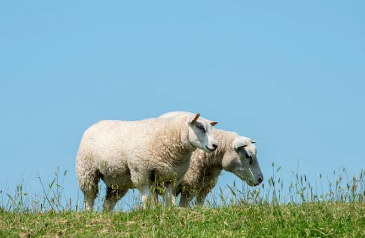 男属羊和女属狗的婚姻要注意什么？