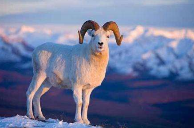 967年属羊是什么命