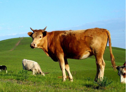 牛和牛的属相合不合 牛和牛的婚姻如何
