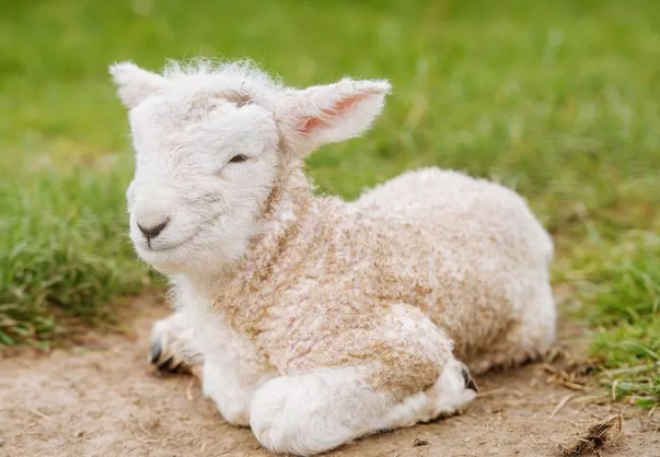 属羊的是哪一年出生的 属羊的人养什么植物最旺财