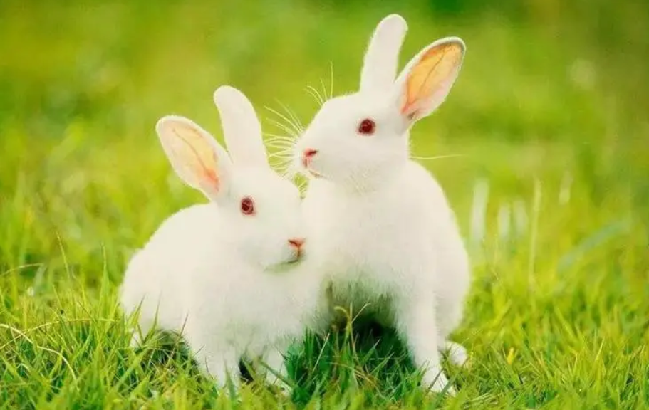 属兔和属龙的婚姻怎么样？属兔的和什么属相不合