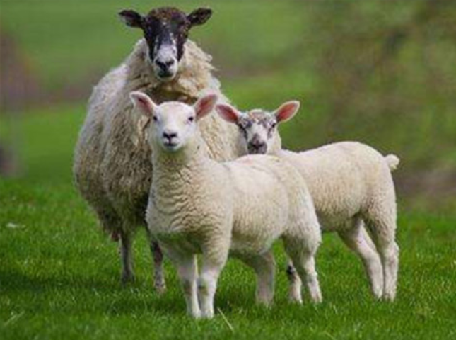 991年属羊的姻缘在哪年