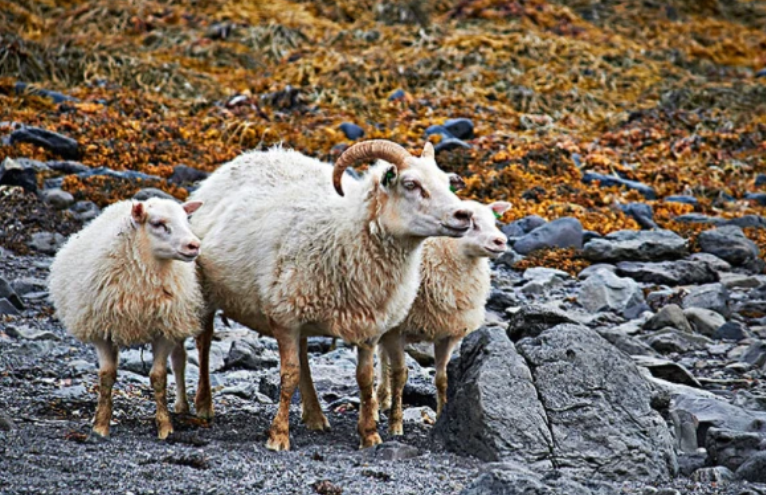 属羊人一生最旺3个人 属羊人一生最大的贵人是谁