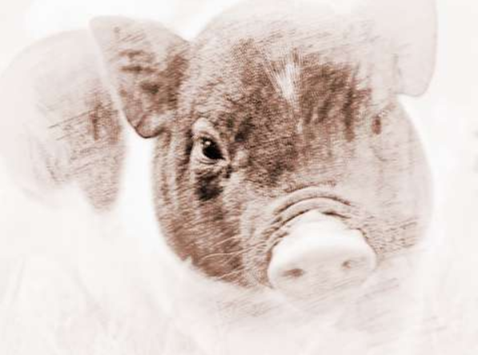 属猪的苦交月是几月 属猪的几月犯月最严重