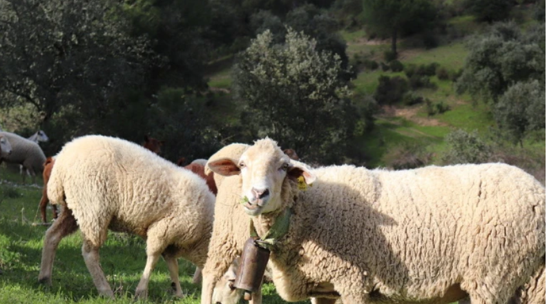 属羊的事业贵人是什么生肖 2023属羊的事业运势和财运如何