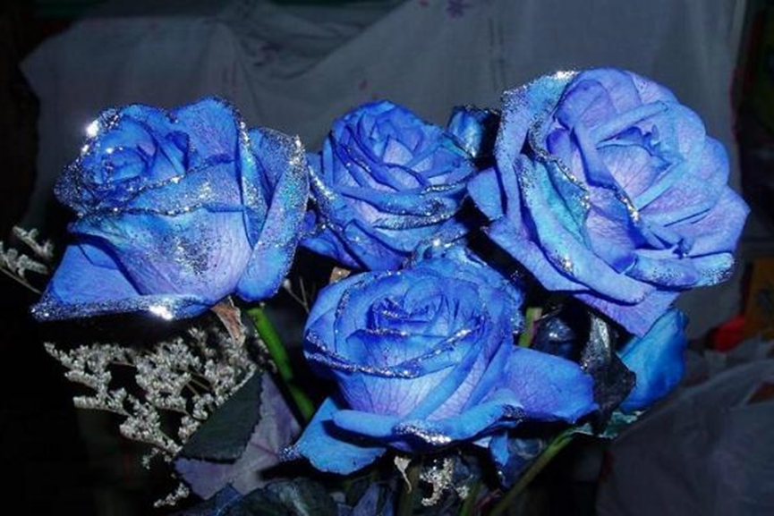 蓝玫瑰适合送什么人 冰蓝玫瑰送人禁忌有哪些