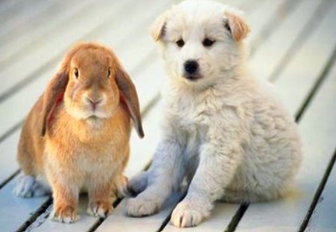 狗和兔谁是谁的贵人 为什么说狗遇兔必定富呢