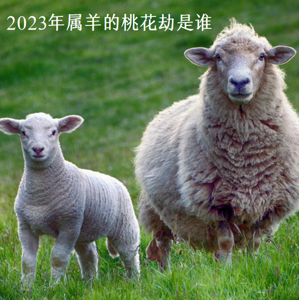 023年属羊的桃花劫是谁？2023年属羊人会有血光之灾吗"