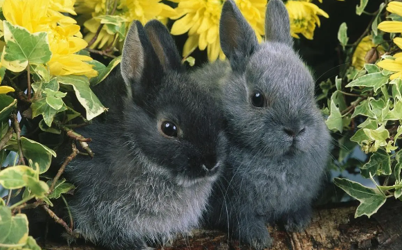 农历十一月属兔的命运如何 几月兔最有福气