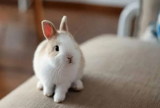 属兔的11月出生最好命吗 属兔的最佳婚配是谁